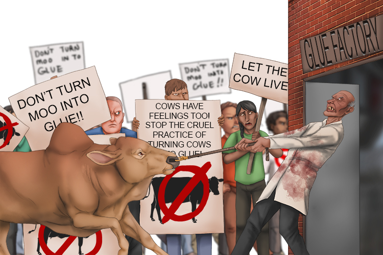He wanted to kill the cow to make glue, but there were huge protests and objections (cow protection).